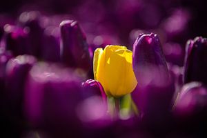 Afwijkende tulp in het veld