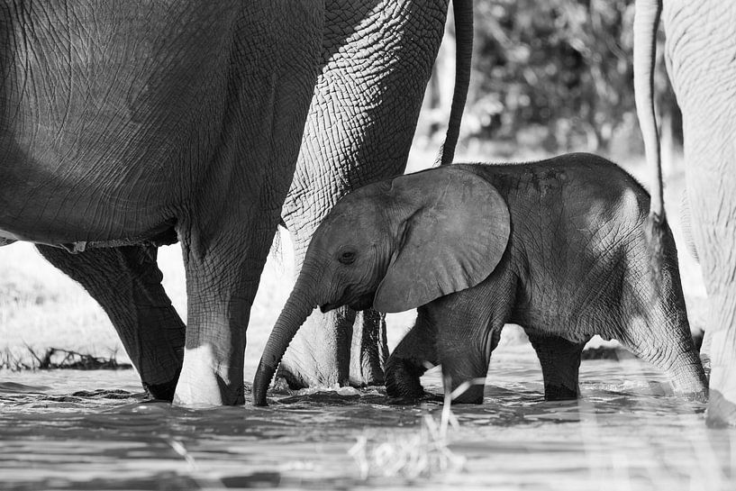 Bescherming van de kudde van GoWildGoNaturepictures