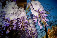 Bloemen