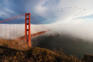 Golden Gate Bridge und kalifornische Pelikane bei Sonnenuntergang