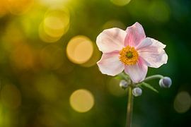Autumnal anemone in the morning sun