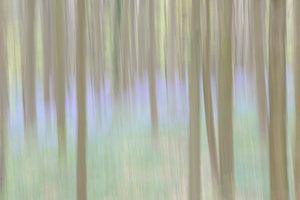 Märchenblauer Wald