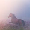 Galopperend paard op de mistige heide van Milou Oomens