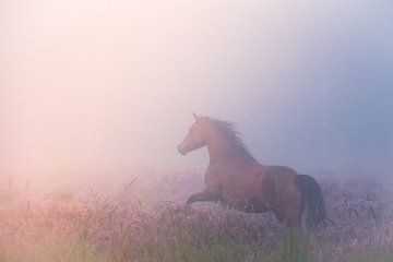 Galopperend paard op de mistige heide van Milou Oomens