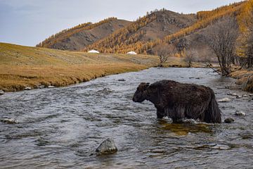 Arkhangai, Mongolia - IV