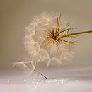 Fluff in a warm quiet environment. by Alie Ekkelenkamp thumbnail