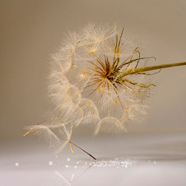 Fluff in a warm quiet environment. by Alie Ekkelenkamp