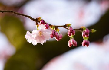 Pink blossom with bud by Merel Pape Photography