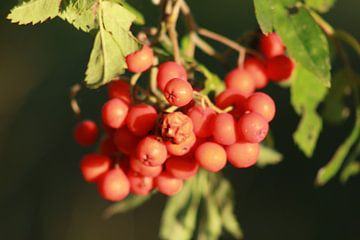 nice bunch of berries by Mieke Wilmink