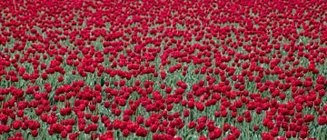 Rood Tulpenveld in de Bollenstreek, ook te zien in de Keukenhof van Hans Kool