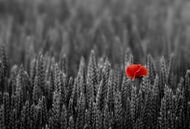 Red Poppy von Beate Wurster Miniaturansicht