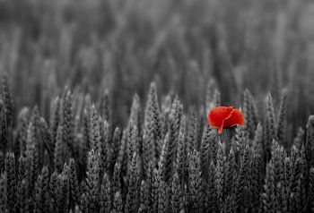 Red Poppy