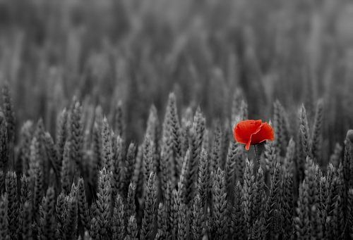 Red Poppy