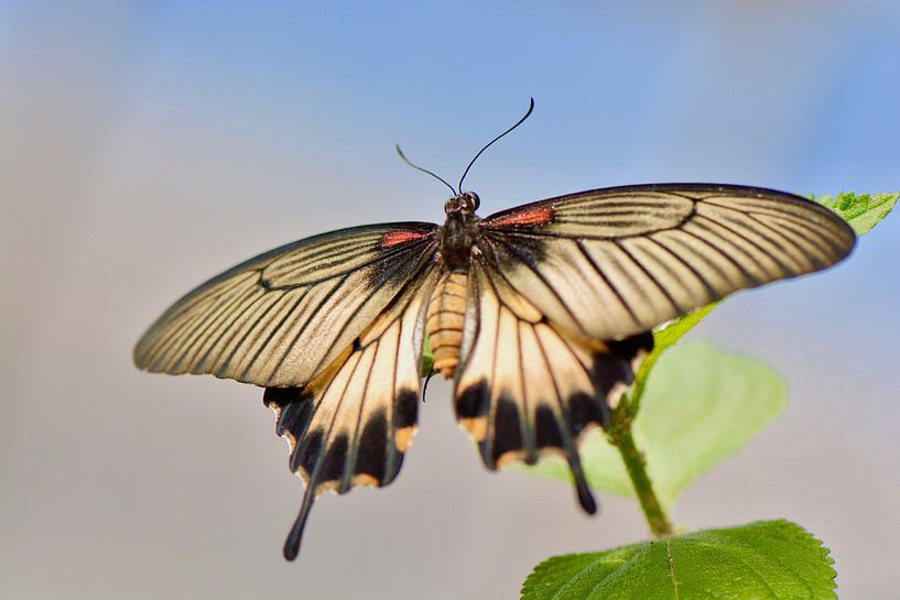 vlinder in de lucht by Mieke Verkennis