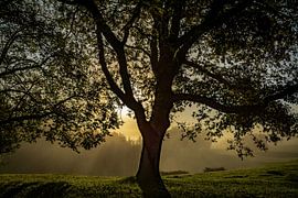 Old oak by Frans Scherpenisse