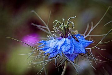 Love in the Mist by Rob Boon