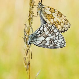 Mating checkers on a grass stem by Bep van Pelt- Verkuil