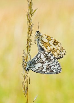 Parende vlinders van Bep van Pelt- Verkuil