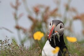 Papageitaucher mit Sandaalen Iceland von Frank Fichtmüller