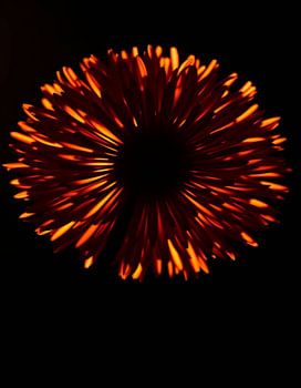 « Ember Allium VIII »