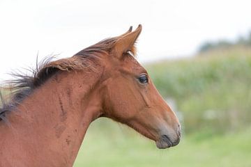 Paard, portretfoto van een veulen van Henk van den Brink