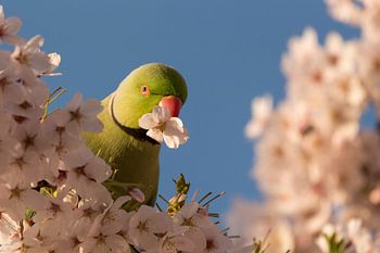 Halsbandsittich mit Kirschblüte im Schnabel
