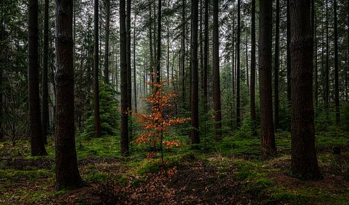 The small among the big