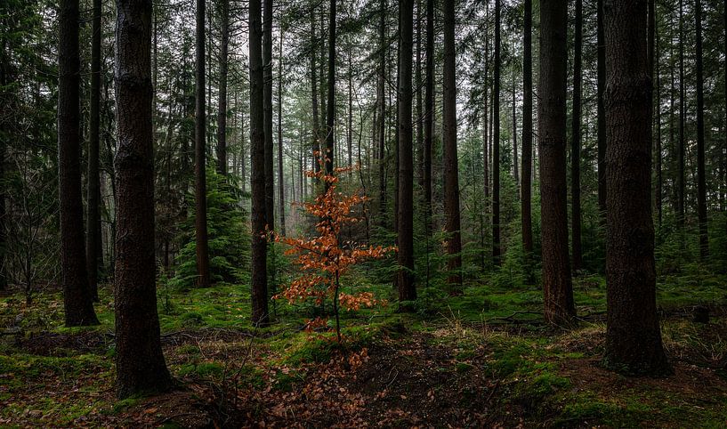 The small among the big by Revoliño Benschop