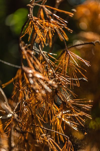 Fall colored pine needles van kitty van gemert