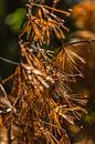 Fall colored pine needles von kitty van gemert Miniaturansicht