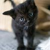 Curious black kitten with basket in background by Christa Krus