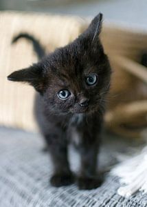 Curieux chaton noir avec panier en osier sur fond noir
