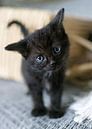 Nieuwsgierig zwarte kitten met rieten mand op achtergrond van Christa Thieme-Krus thumbnail