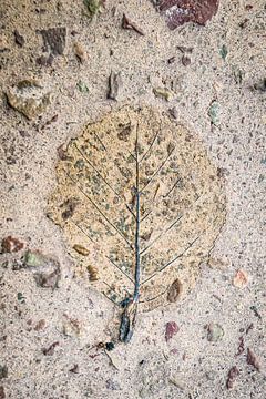 Leaf skeleton 1 by Ellis Peeters