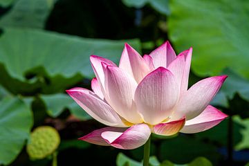 The blossom of a water lily by Roland Brack