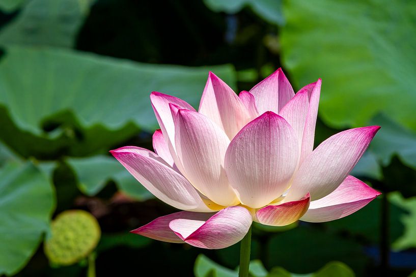 La fleur d'un nénuphar par Roland Brack