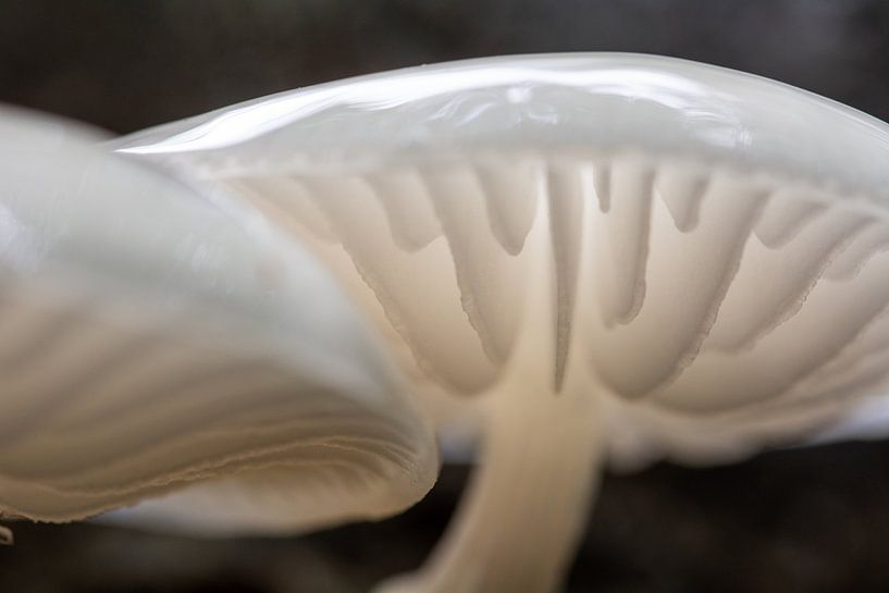 Porcelain fungus by SusanneV