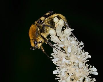 Penseelkevertje in focus
