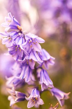 Wilde hyacint von Stephanie Kweldam-Beugelink