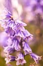 Wilde hyacint von Stephanie Kweldam-Beugelink Miniaturansicht
