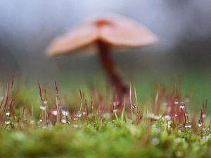 Gouttes de rosée dans la mousse avec un champignon en arrière-plan.