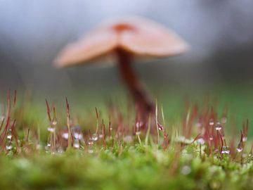 Dauwdruppels in het mos met een paddenstoel op de achtergrond van Judith van Wijk