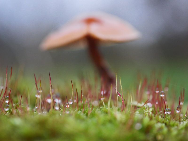 Dewdrops in the moss with a mushroom in the background by Judith van Wijk
