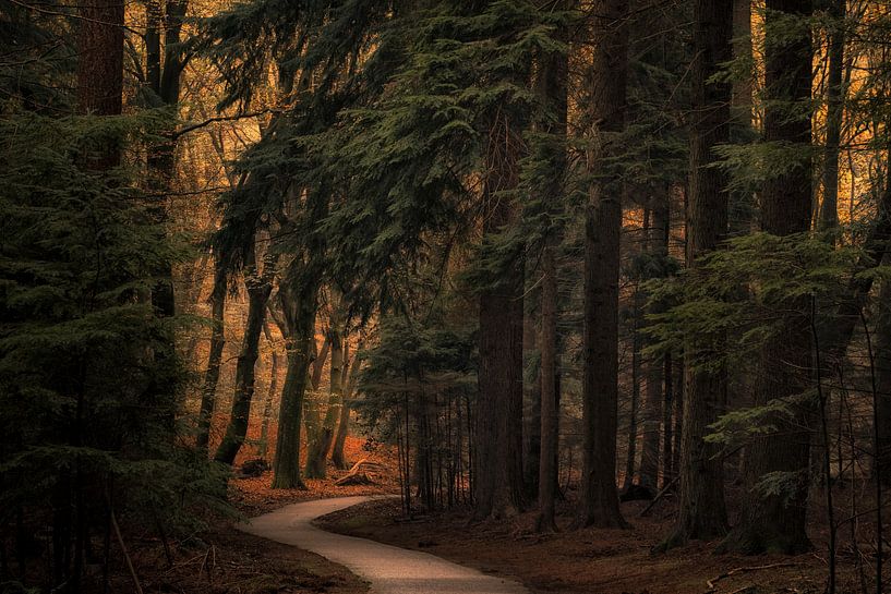 Autumn by Moetwil en van Dijk - Fotografie