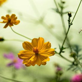 Des fleurs jaunes flottent le long de l'étang sur tim eshuis