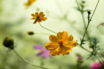 Gele bloemetjes zweven langs de vijver van tim eshuis