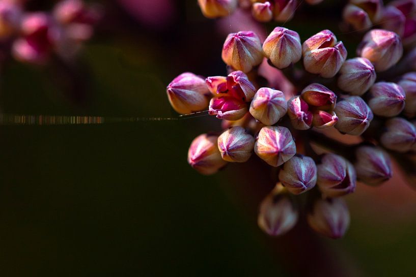 Bouquet de soleil en miniature par Kim Heilema Fotografie