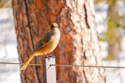 schattige vogel in Fulufjellet Nationaal Park