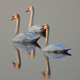 Zwanen kijkend naar ondergaande zon van Gert van der Hee