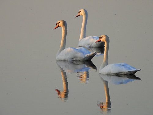 Zwanen kijkend naar ondergaande zon